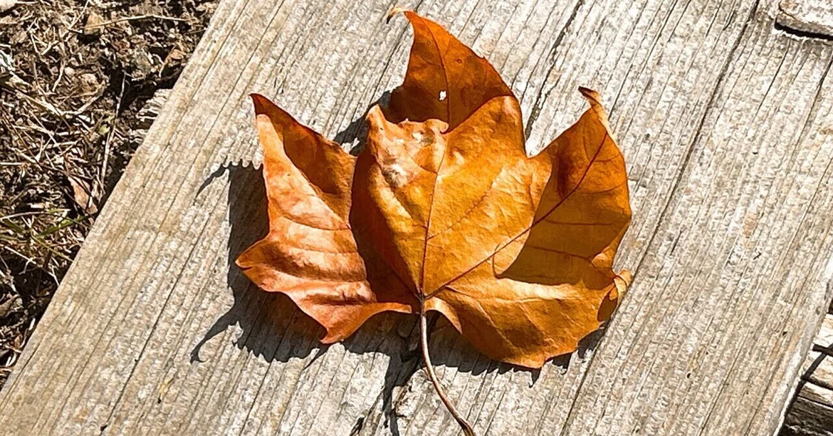 [Poetic Fairy Tale] The Fallen Leaf.｜朔太