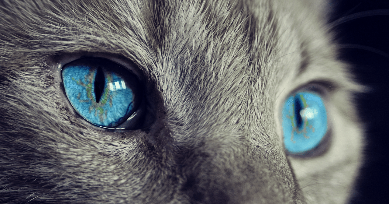 青い目の東北人 ジーコ Note