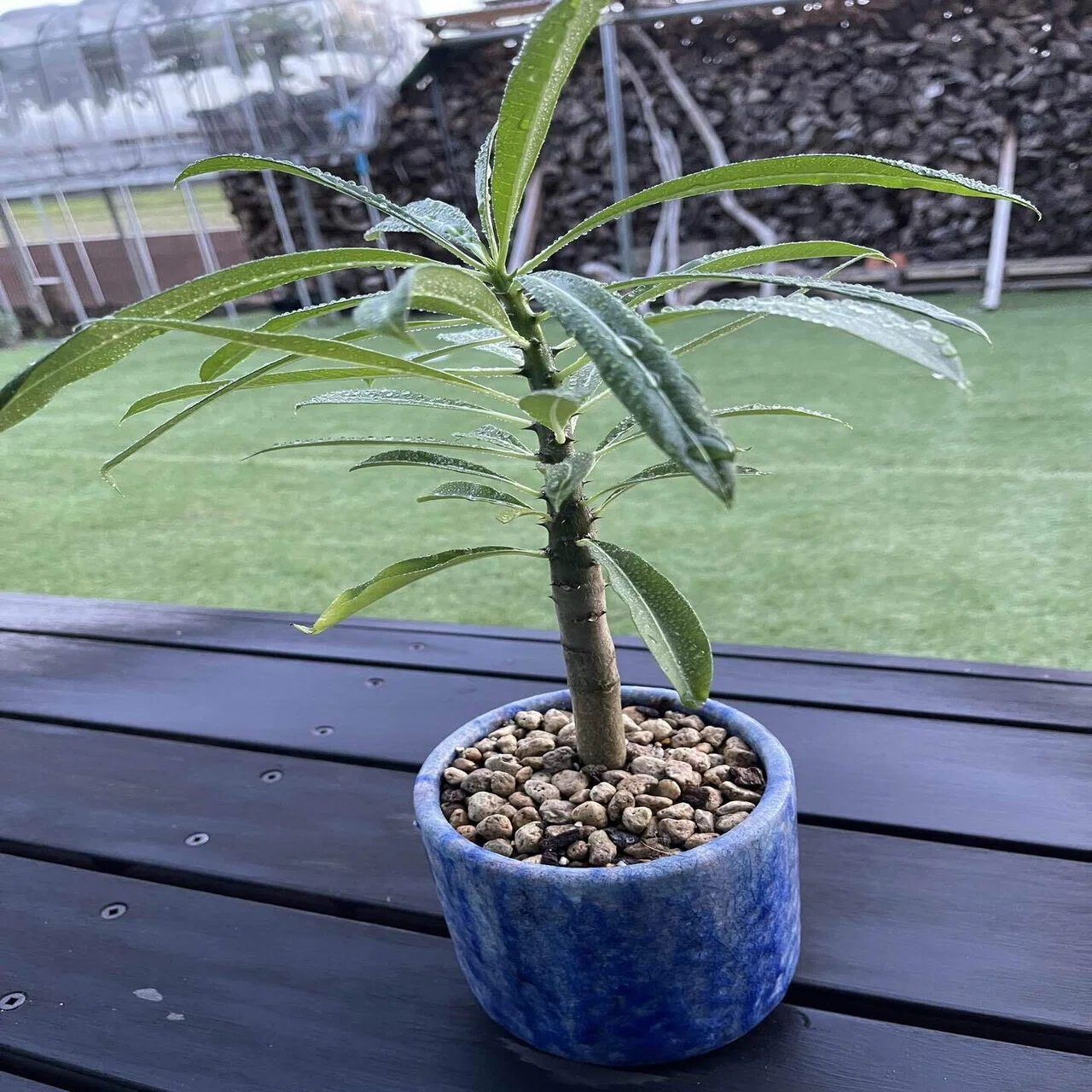 なぜアガベ 、塊根植物などの植物にハマり始めたのか｜htplantsfarm