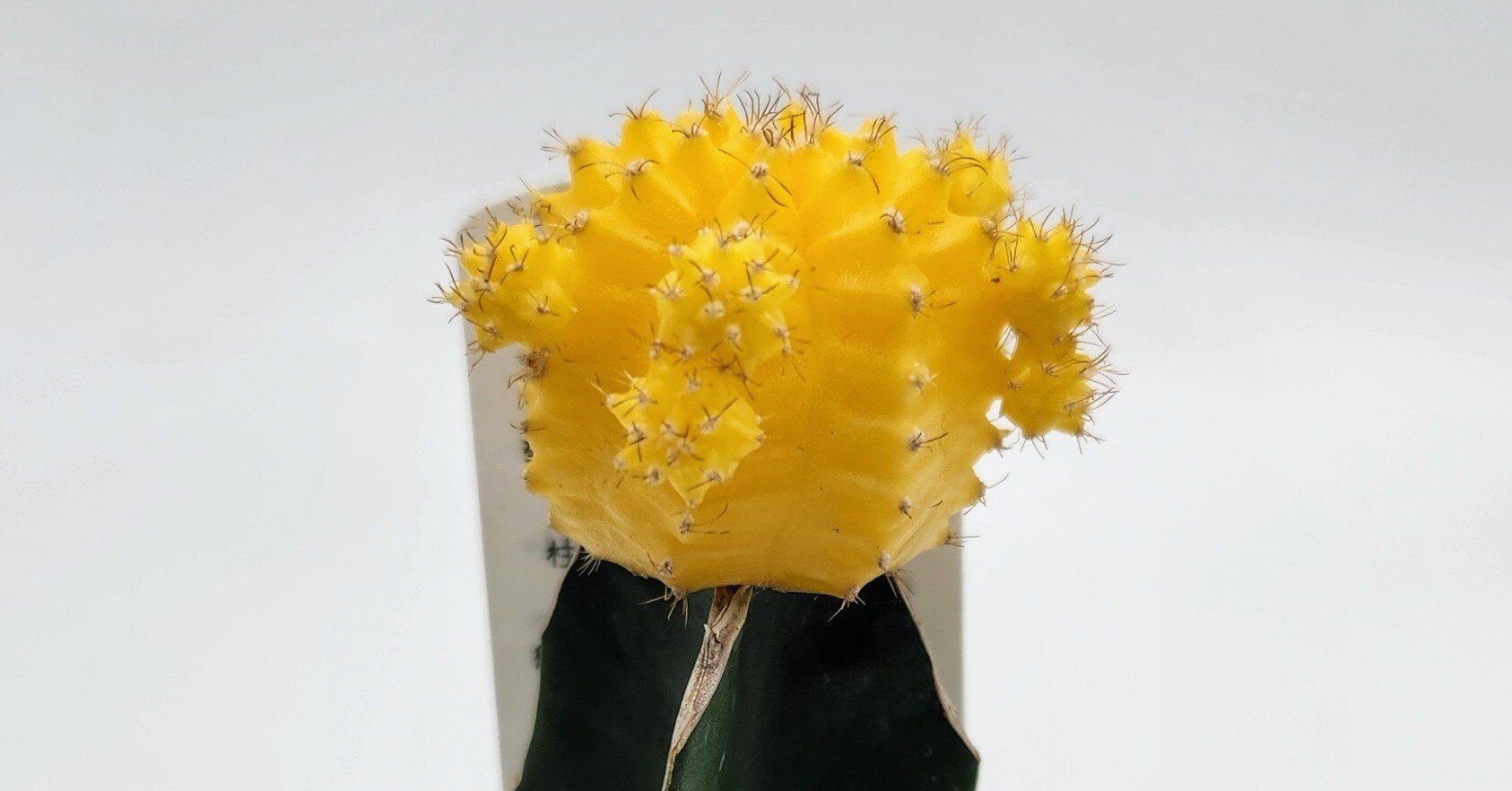 緋牡丹（接木）の育て方｜鮮やかな彩りを長く楽しむサボテン🌵✨｜多肉