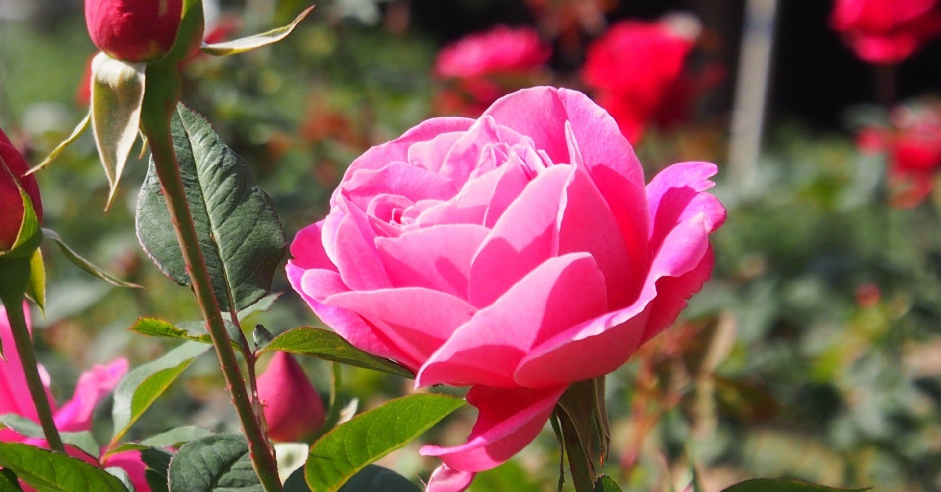 大阪市 靱公園2025年11月22日【バラなど花】｜レタス