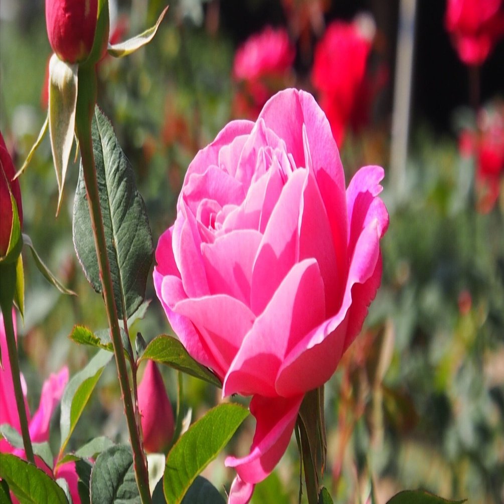 大阪市 靱公園2025年11月22日【バラなど花】｜レタス