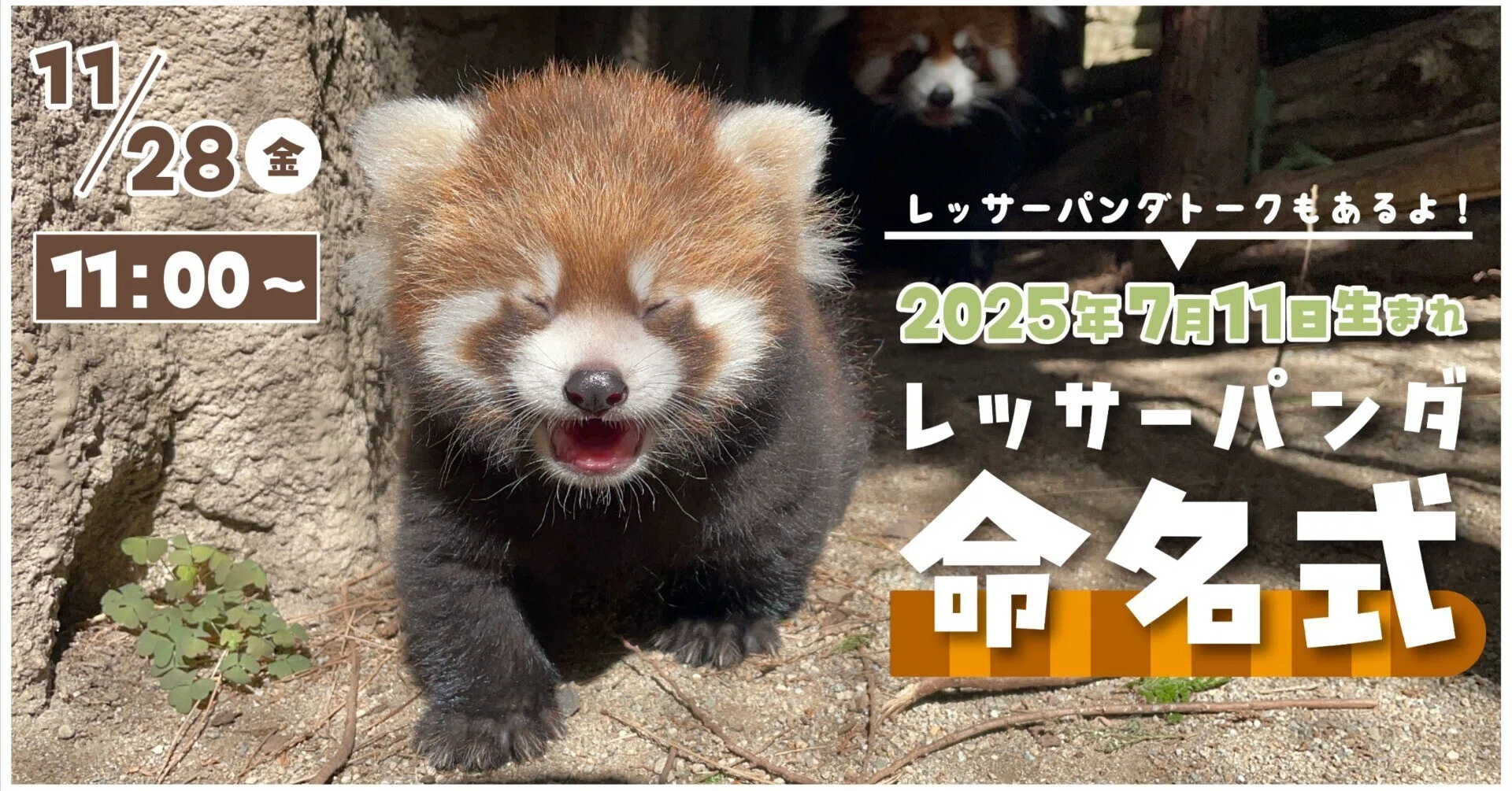 レッサーパンダ命名式を開催しました！｜那須どうぶつ王国公式note