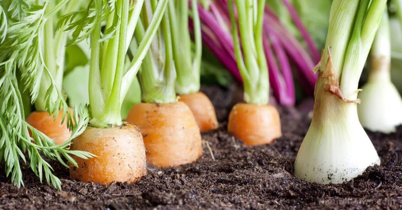 最新｜根菜の秘めた力：パースニップなどの冬野菜が食卓に並ぶ価値がある理由