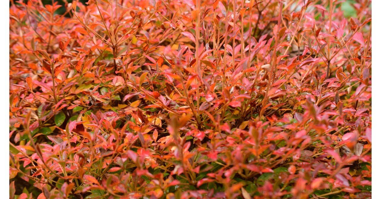 雨なので庭の紅葉を単焦点で｜SuzukenSambar