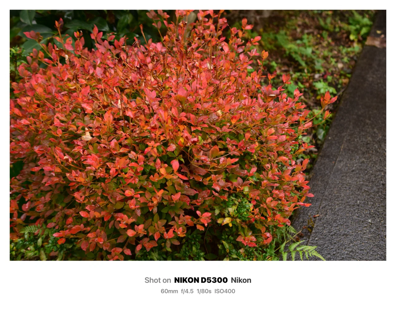雨なので庭の紅葉を単焦点で｜SuzukenSambar
