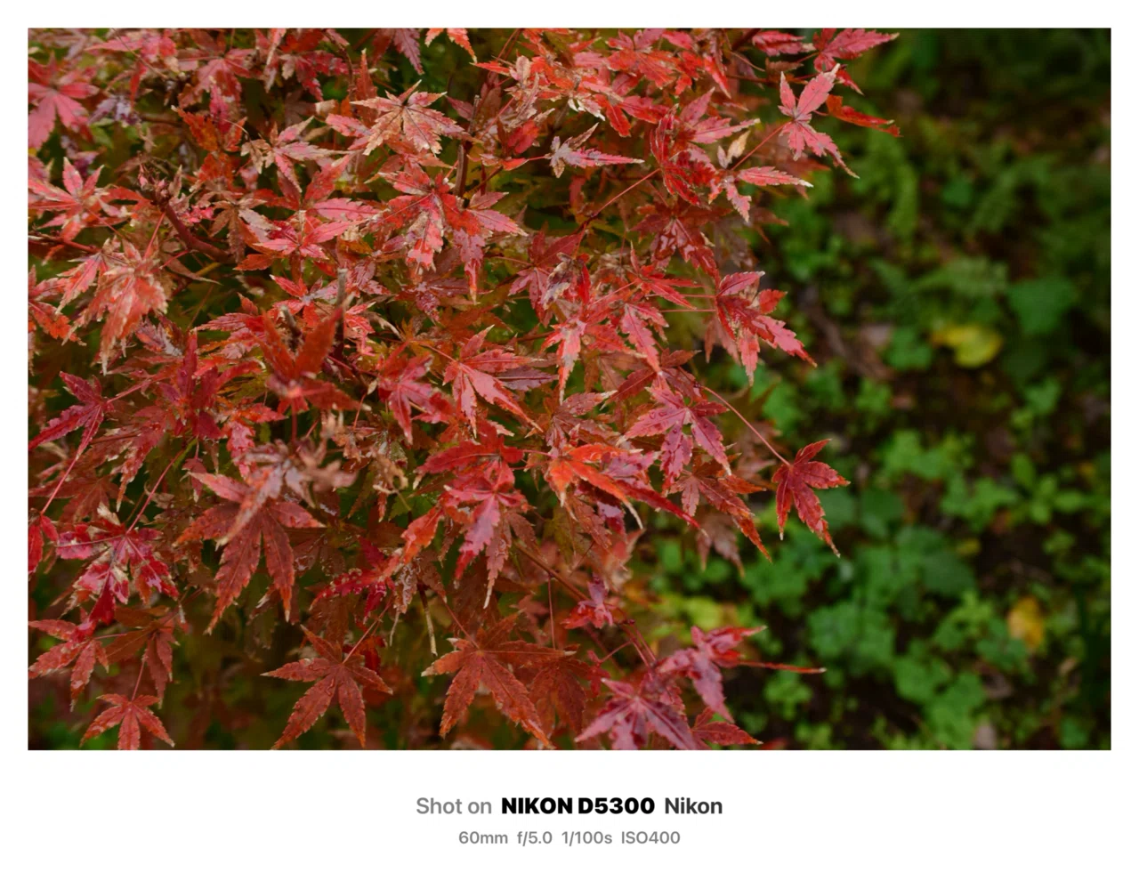 雨なので庭の紅葉を単焦点で｜SuzukenSambar