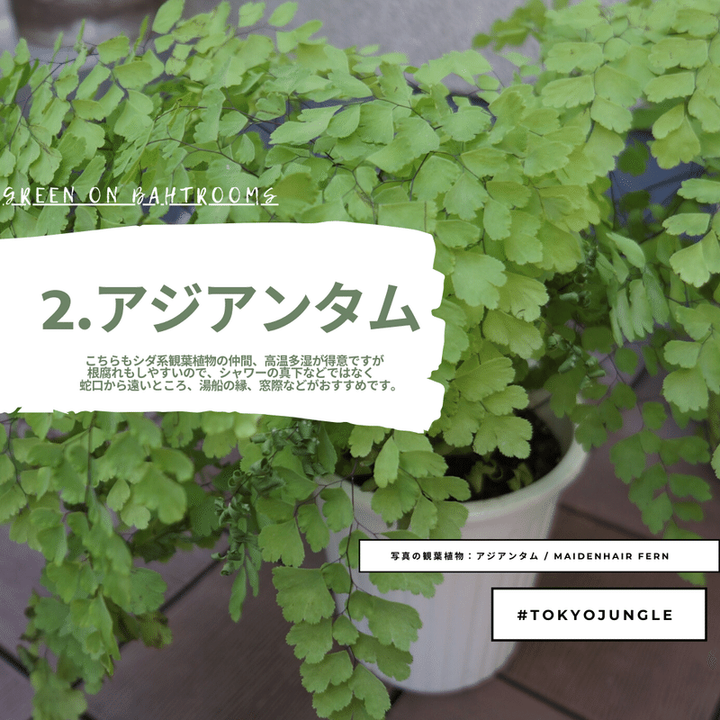植物を愛でる お風呂に植物を置く おすすめtop5 Tokyojungle Tokyo Jungle 自宅植物園で自宅動物園な話 Note