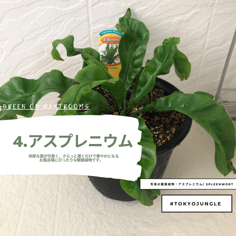 植物を愛でる お風呂に植物を置く おすすめtop5 Tokyojungle Tokyo Jungle 自宅植物園で自宅動物園な話 Note 植物を愛でる お風呂に植物を置く おすすめtop5 Tokyojungle Tokyo Jungle 自宅植物園で自宅動物園な話 Note