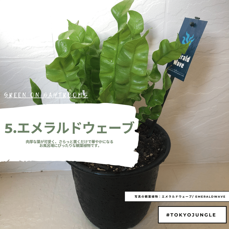 植物を愛でる お風呂に植物を置く おすすめtop5 Tokyojungle Tokyo Jungle 自宅植物園で自宅動物園な話 Note