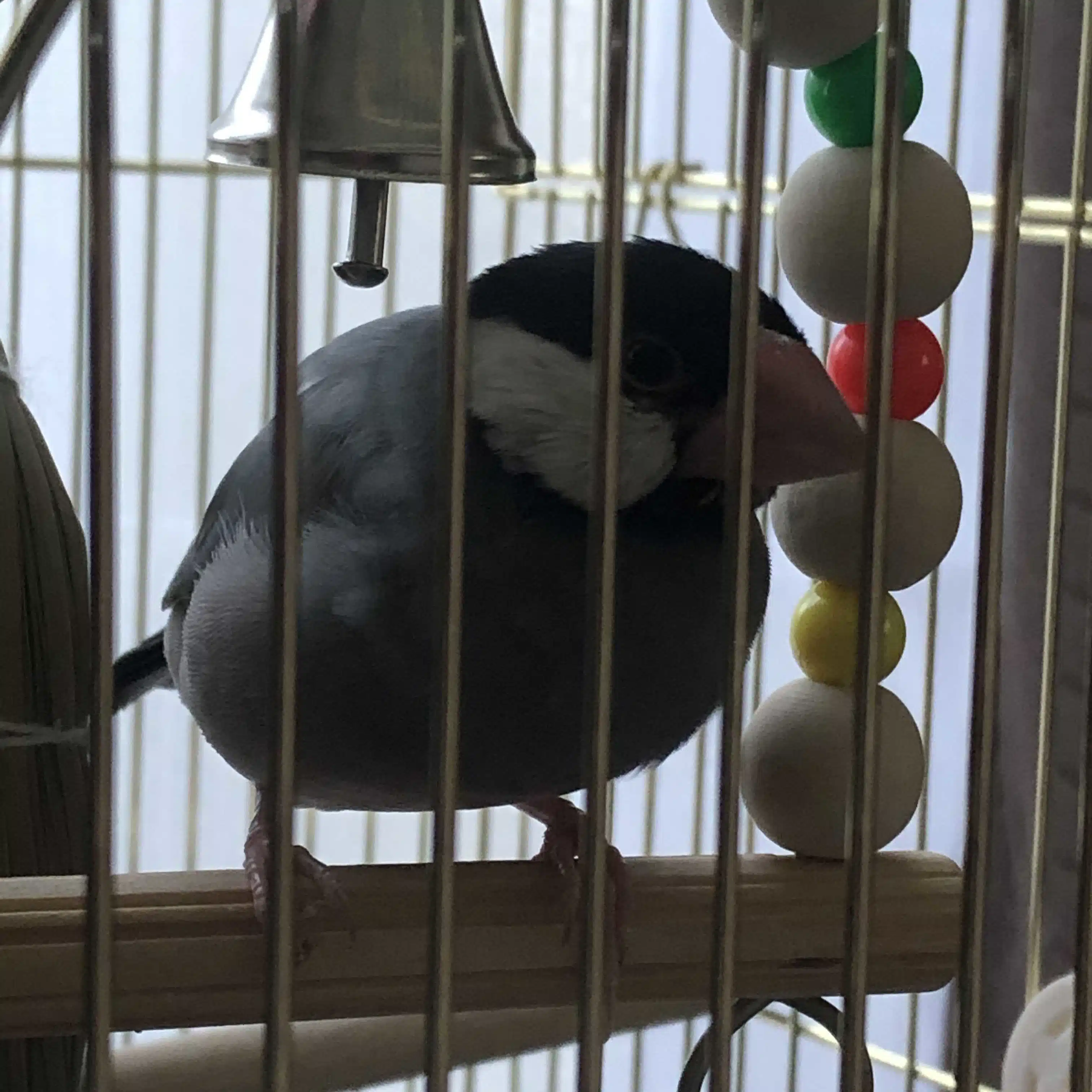 奏