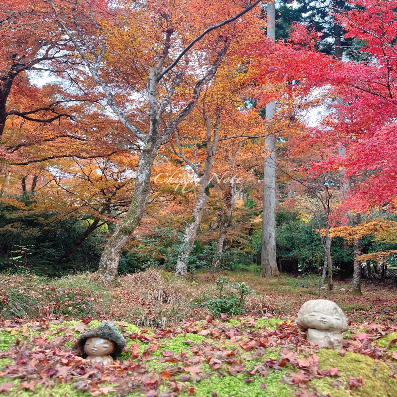 秋の京都】紅葉見頃の大原・三千院〜宝泉院へ！癒しの時間を満喫 
