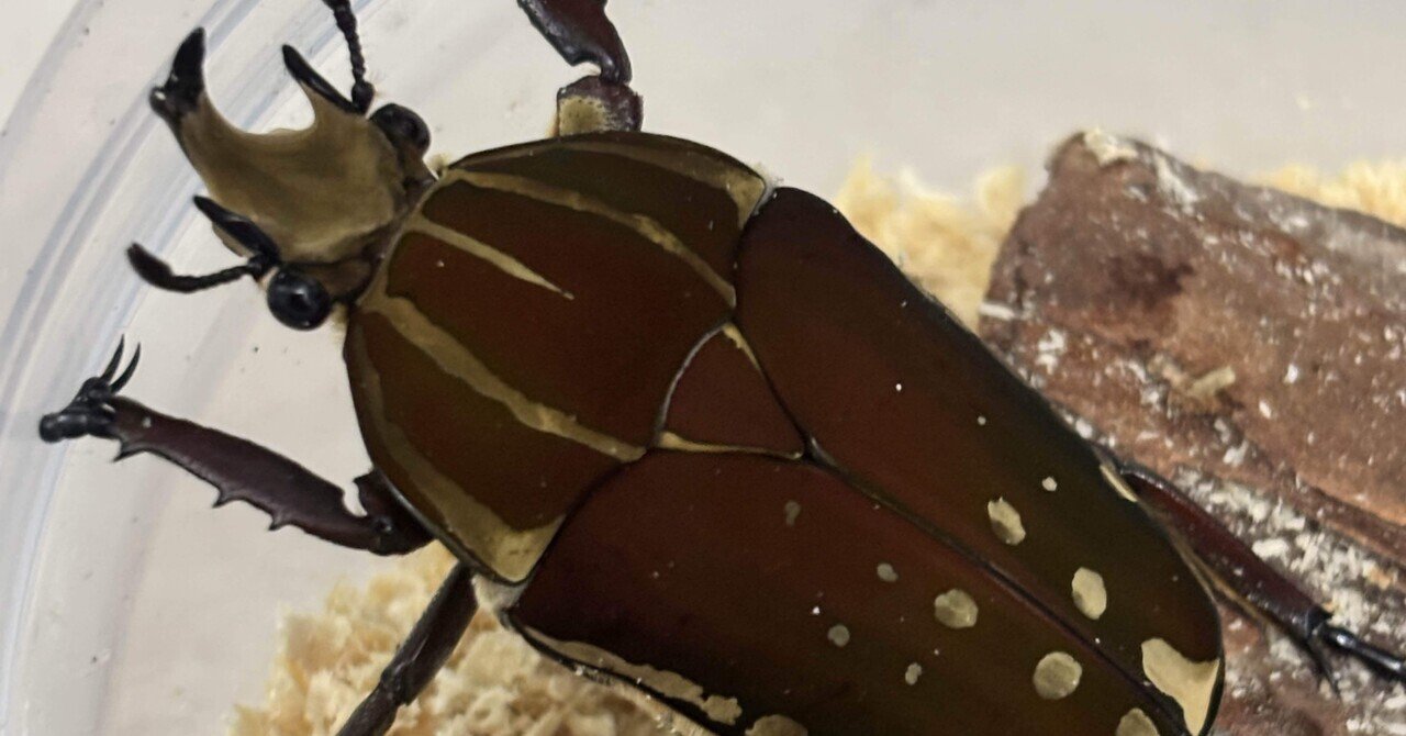 ポリフェムスオオツノカナブン 飼育｜Debris@昆虫