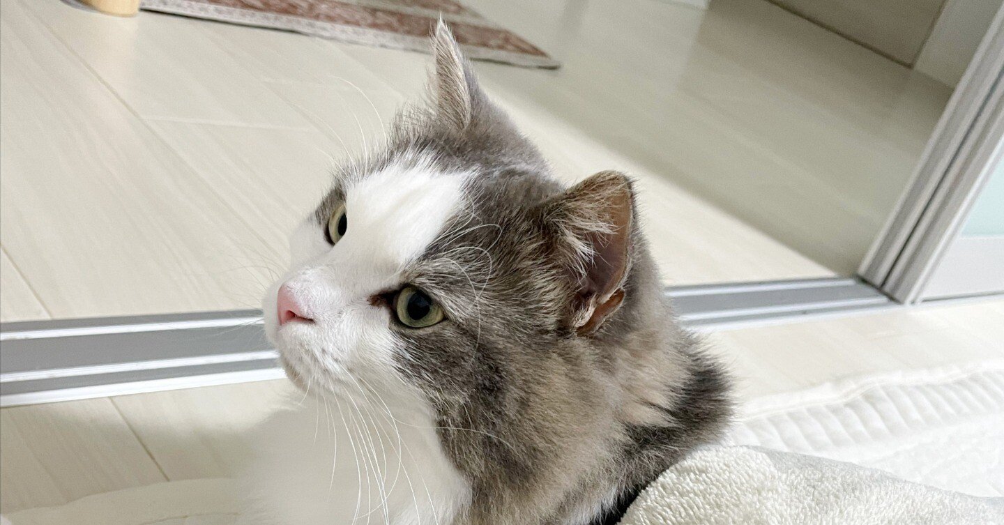 こたつ猫｜みちゅねこ