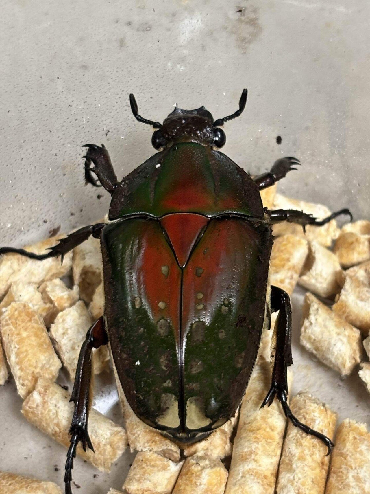 ポリフェムスオオツノカナブン 飼育｜Debris@昆虫