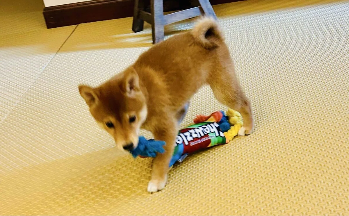 柴犬の赤ちゃん
