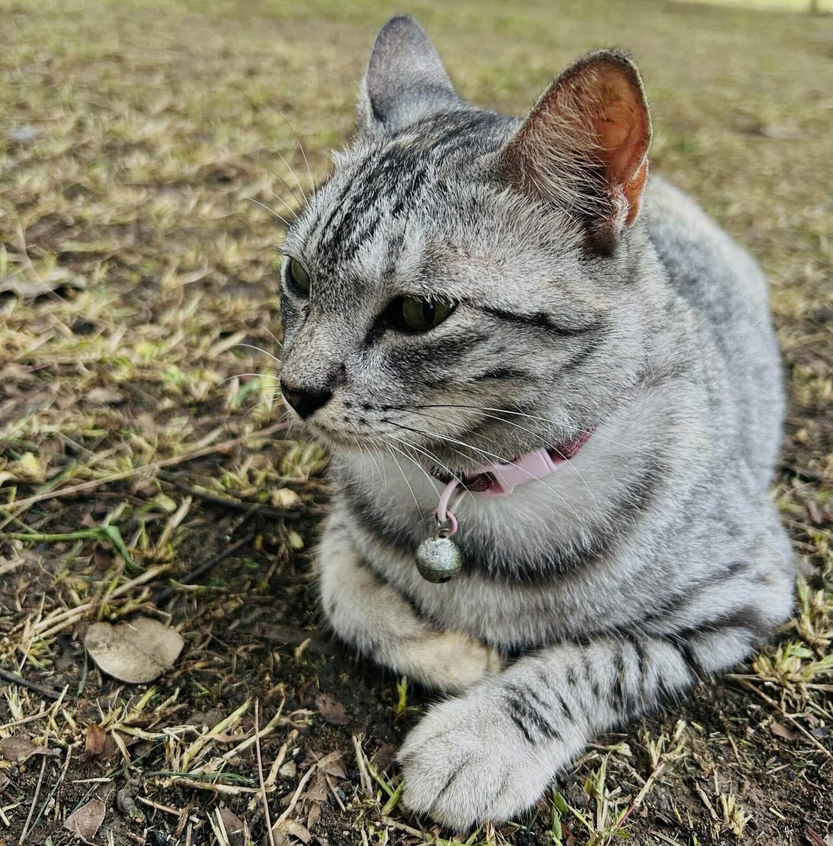 グレーのネコ