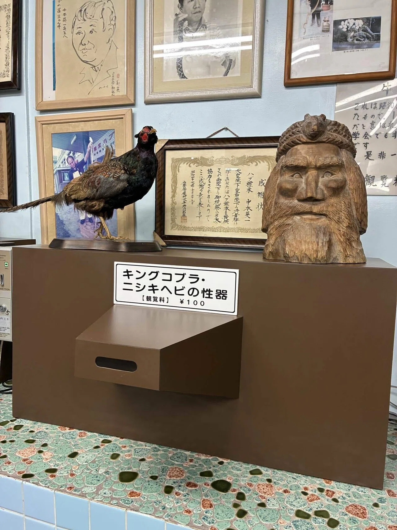 マングースとコブラの剥製 ガラスケース入り 標本 コブラ vs