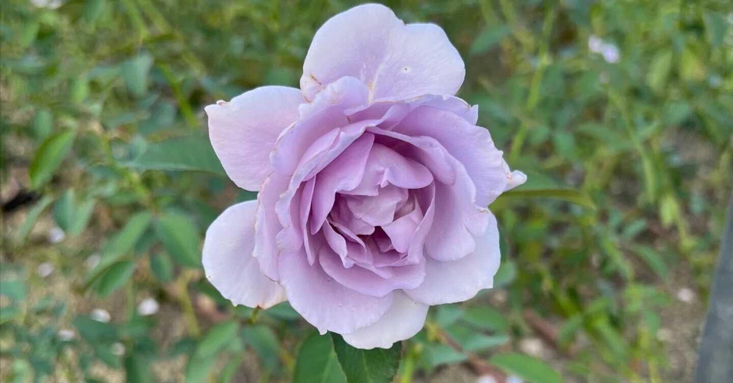 🇯🇵Sou🌹Nakanoshima Rose Garden｜ぱぽにゃん🌹薔薇を愛する投資家