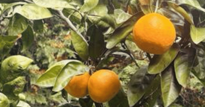 瑞穂町の臼井農園でみかん狩り