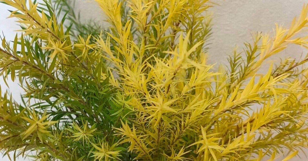 メラレウカ レボリューションゴールドティーツリー｜seren1023