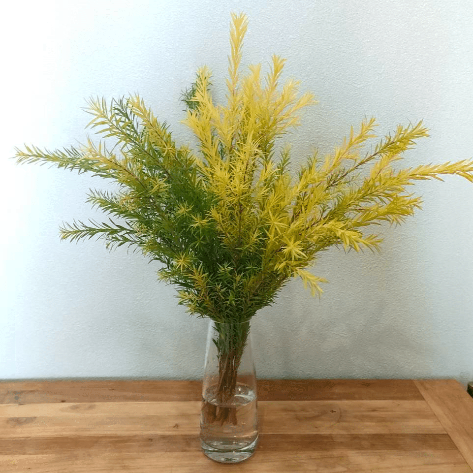 メラレウカ レボリューションゴールドティーツリー｜seren1023