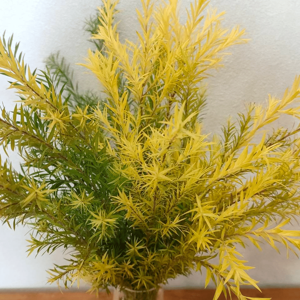 メラレウカ レボリューションゴールドティーツリー｜seren1023