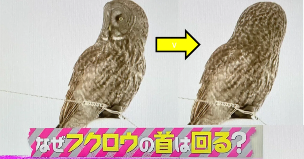 首振り名人はサッカー選手だけじゃない！──フクロウに学ぶ “視野拡張
