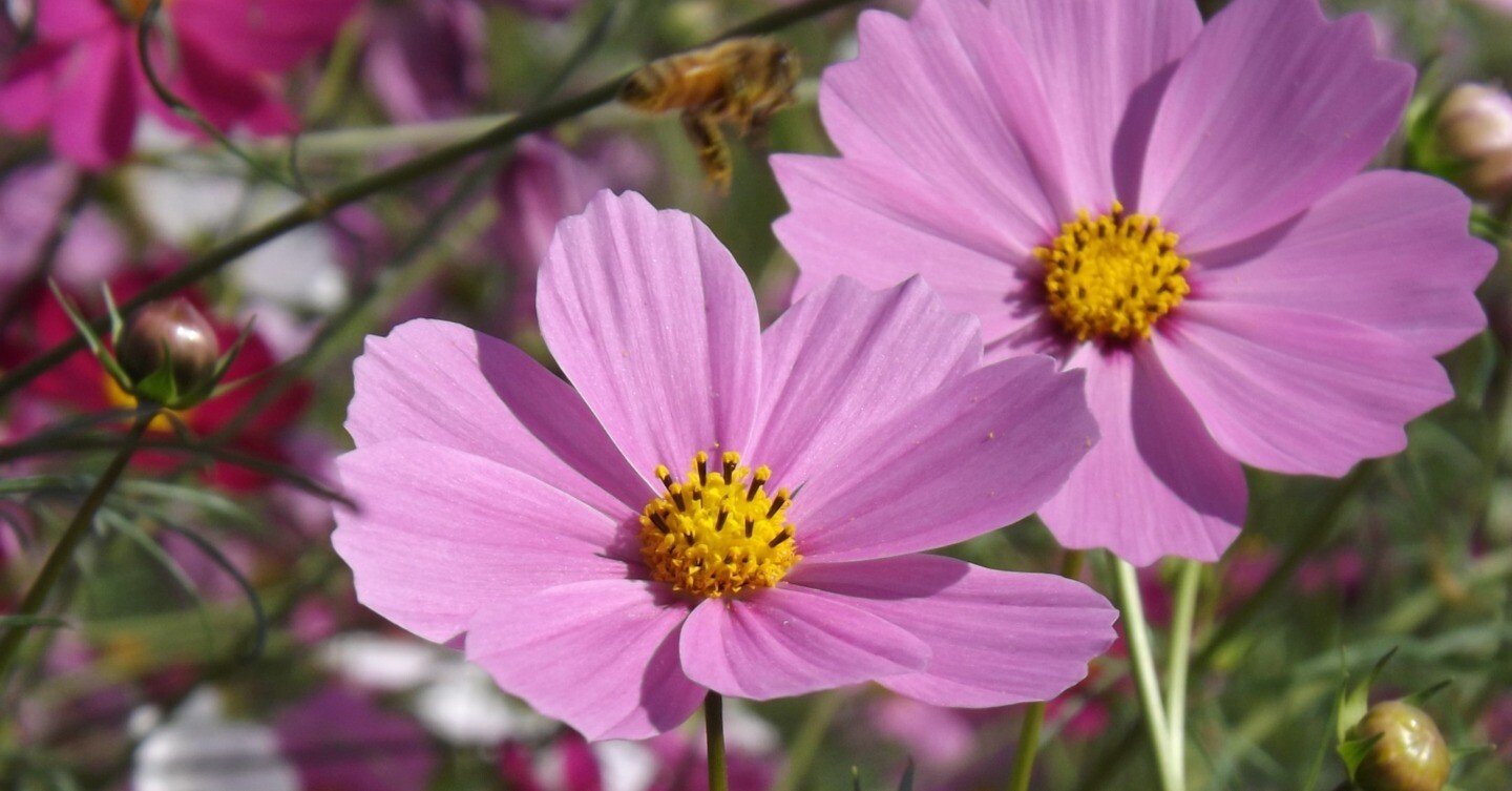 秋桜の丘ですごす旅｜みねこっとん