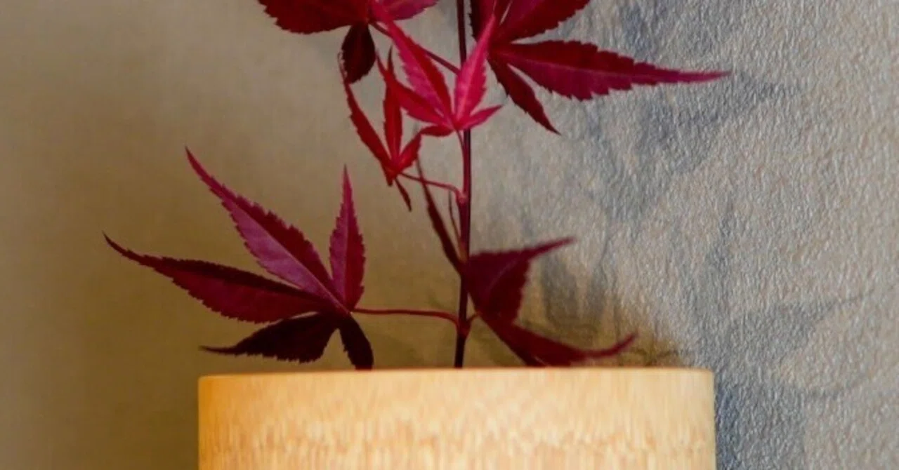 ノムラモミジ（濃紫紅葉）｜Garden archive