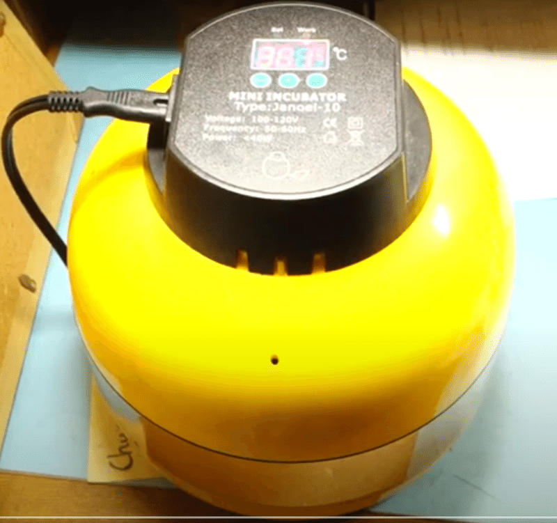 卵から育てたニワトリがラーメンの具材になるまで 0からラーメン Fr0sc Note