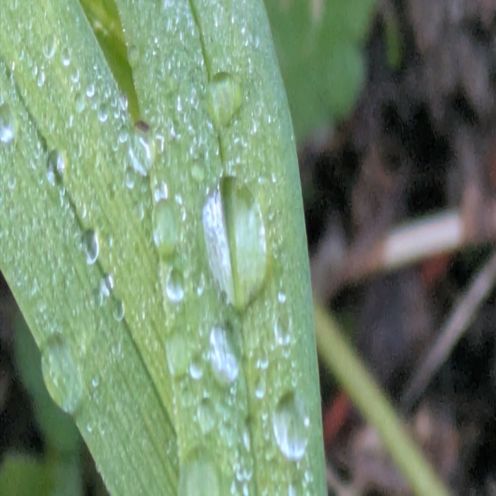 水滴 AF35 ライブディオ ZX仕様 ホンダ ライブディオ ZX仕様 HONDAライブDio