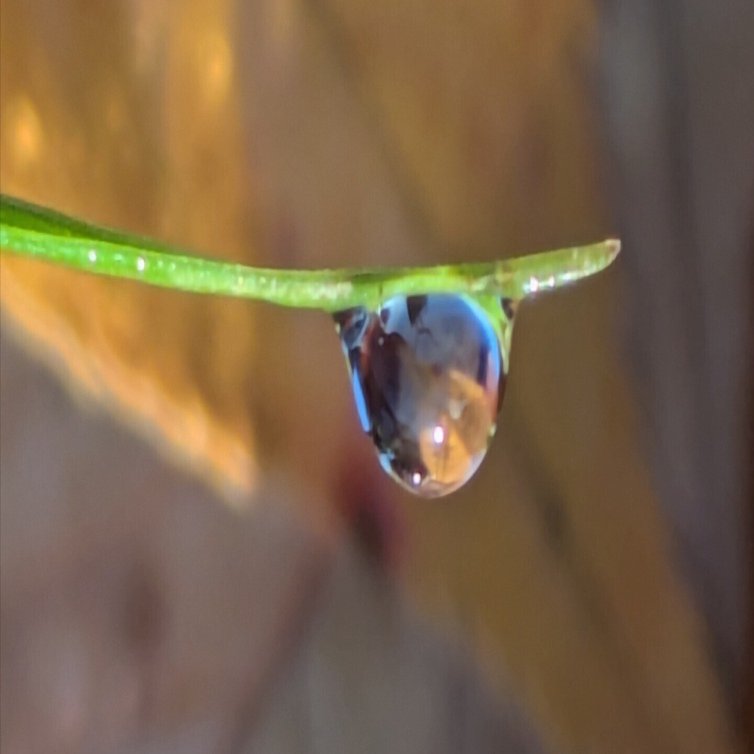 今朝の水滴⑧｜ichiro70