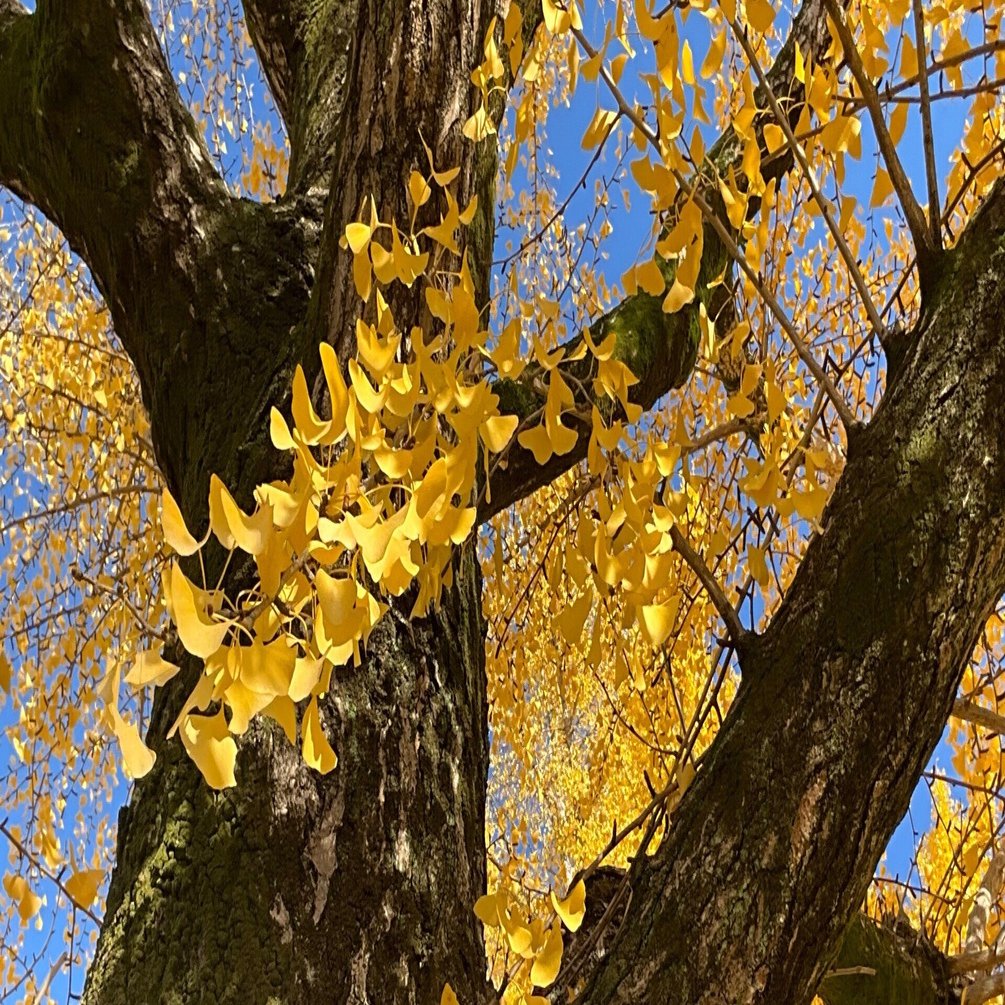 堀川通せせらぎ第三公園のイチョウ並木：2025年11月28日（金）｜藤井