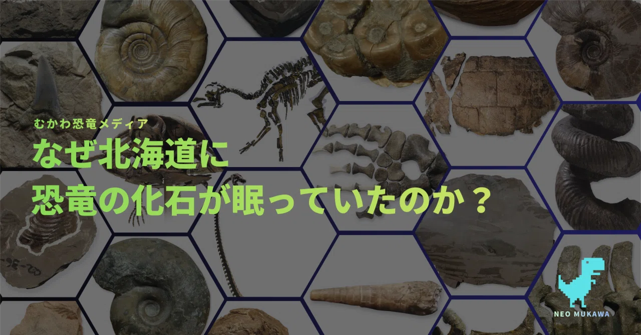 北海道 中川 大きな虹色ハウエリセラス 化石 恐竜