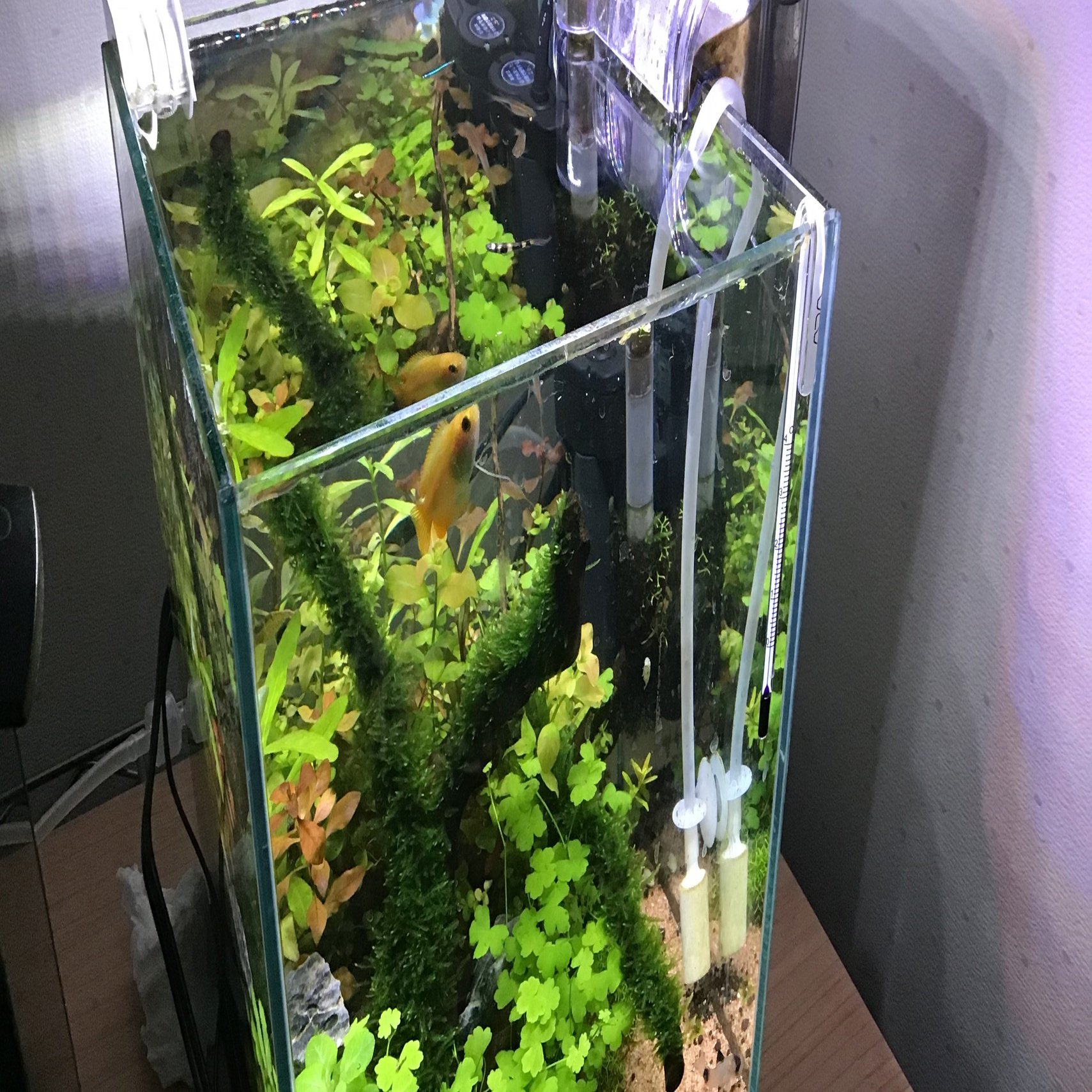 詫び草レイアウト水槽立ち上げから1ヶ月経過途中経過、報告！｜kakoto