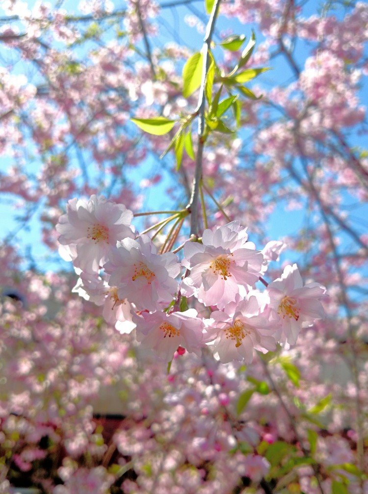 本山町のスポーツ用品店のしだれ桜…向こうにはヨットの舳先が(´ー｀*)ｳﾝｳﾝ❁.*･ﾟ