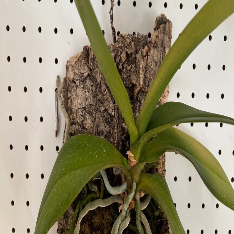 板付した胡蝶蘭に花芽が出てきました｜ヤマゲン