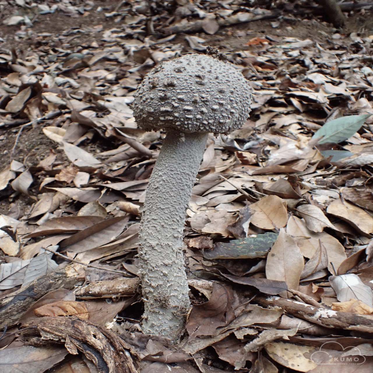 9/27 冬虫夏草オフ会｜くもさん