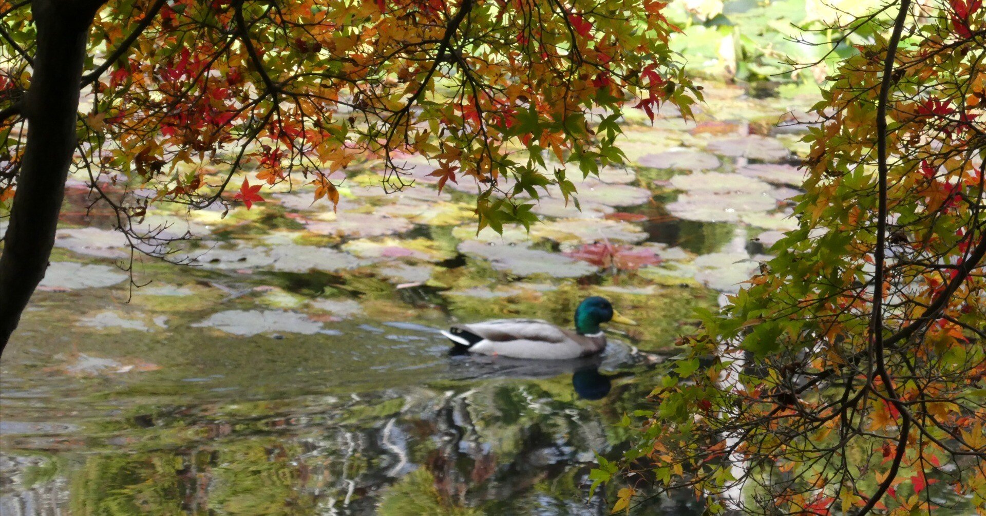 TZ99と行く紅葉の京都｜SabaScript