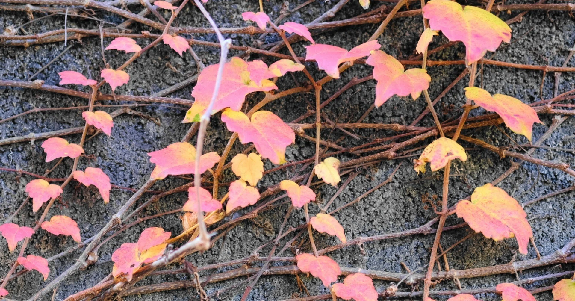 小さな蔦紅葉（ツタもみじ）｜じんた堂