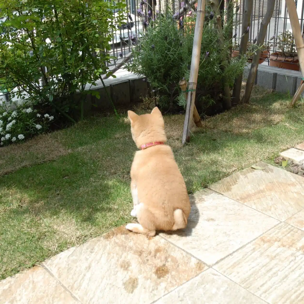 古田柊ニ