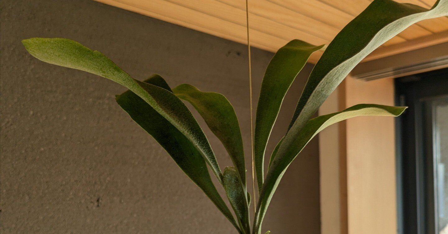 ビカクシダ（ネザーランド）｜kupu芽