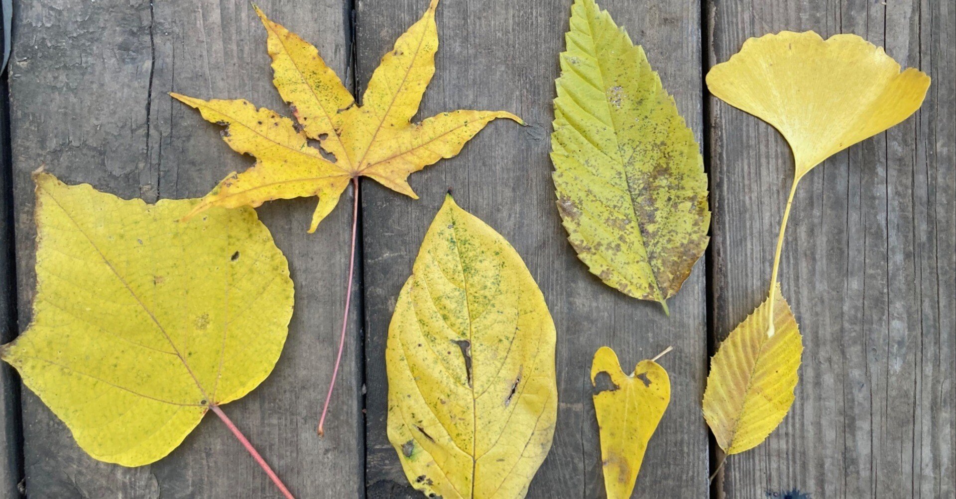 落ち葉｜川崎市黒川青少年野外活動センター