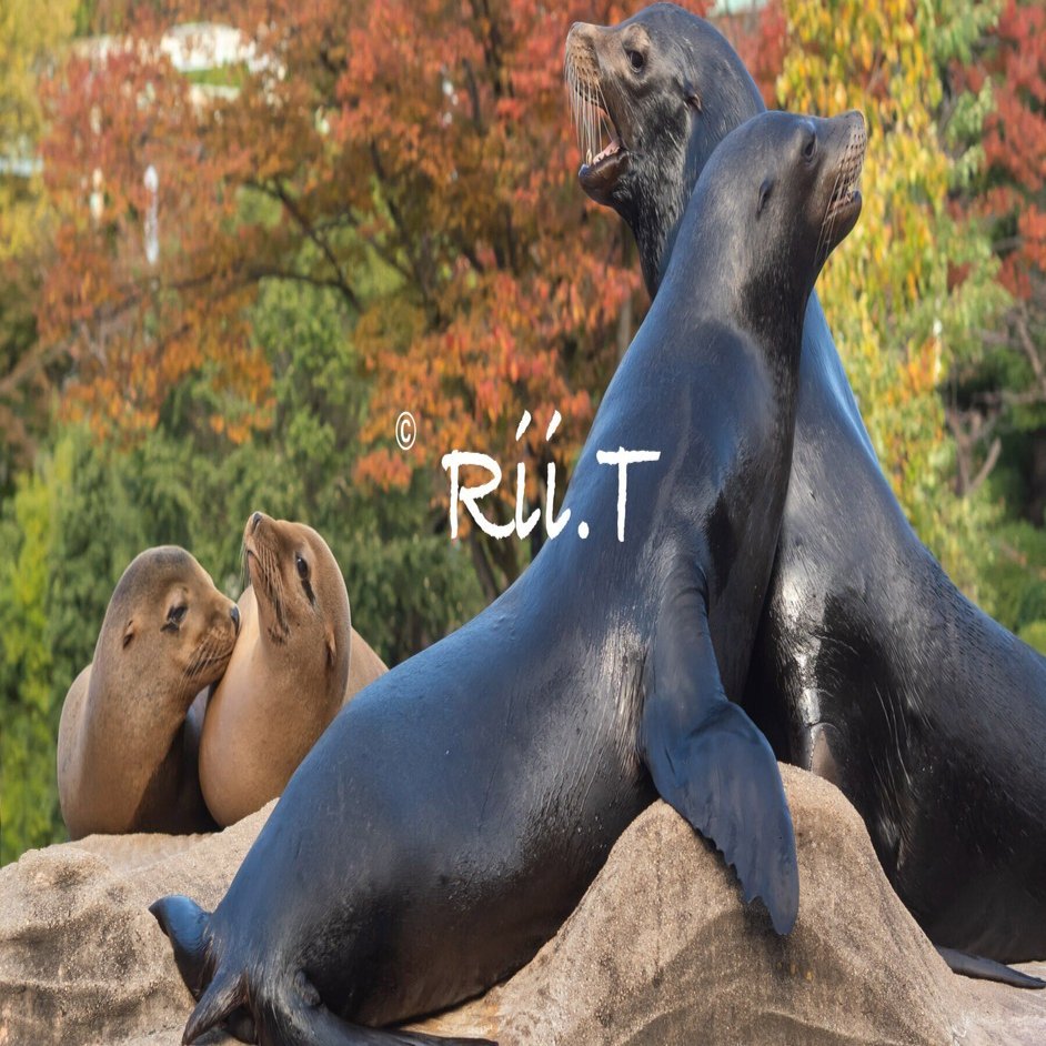 アシカ家族の日常✳︎ホープとソープ-掃除・水交換日-251111