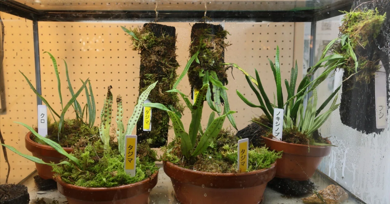山野草　シダ　ウロコノキシノブ　胞子培養 新種植物「タジマノキシノブ」展示／小倉百人一首にも登場するシダ類