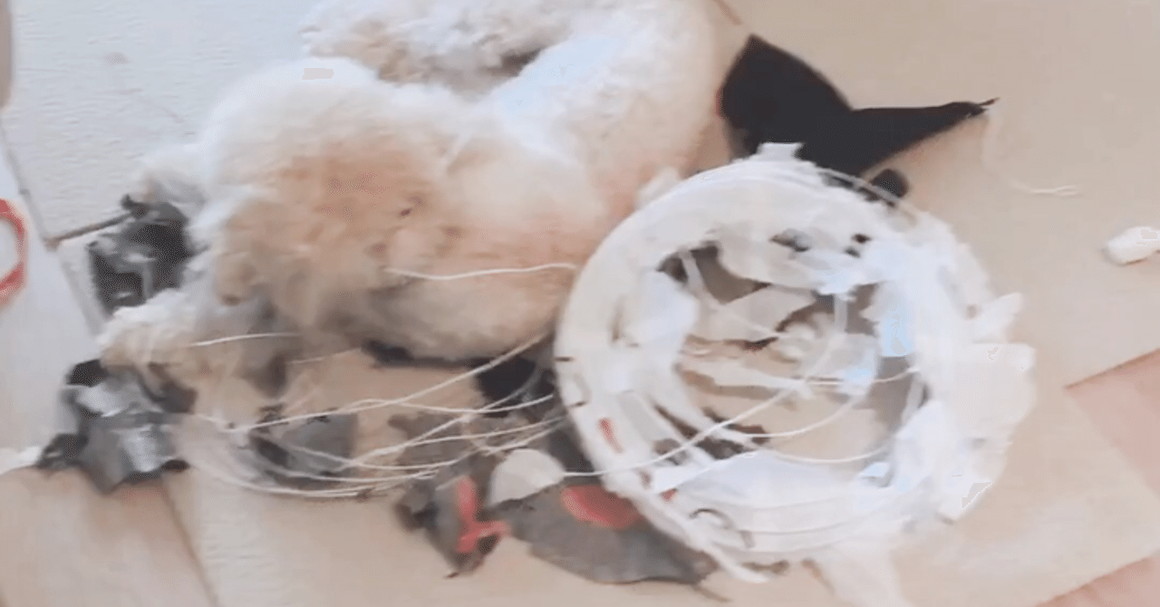 悪い癖 飼い主への甘噛み はどうしたら直る Y I Dog Academy Note