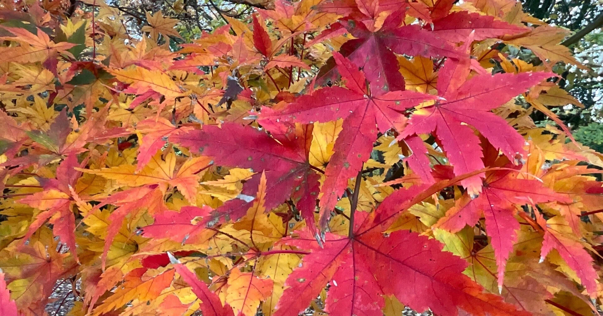 植物　紅葉 京都府立植物園の本格紅葉（3）：2025年11月26日（水）｜藤井秀昭