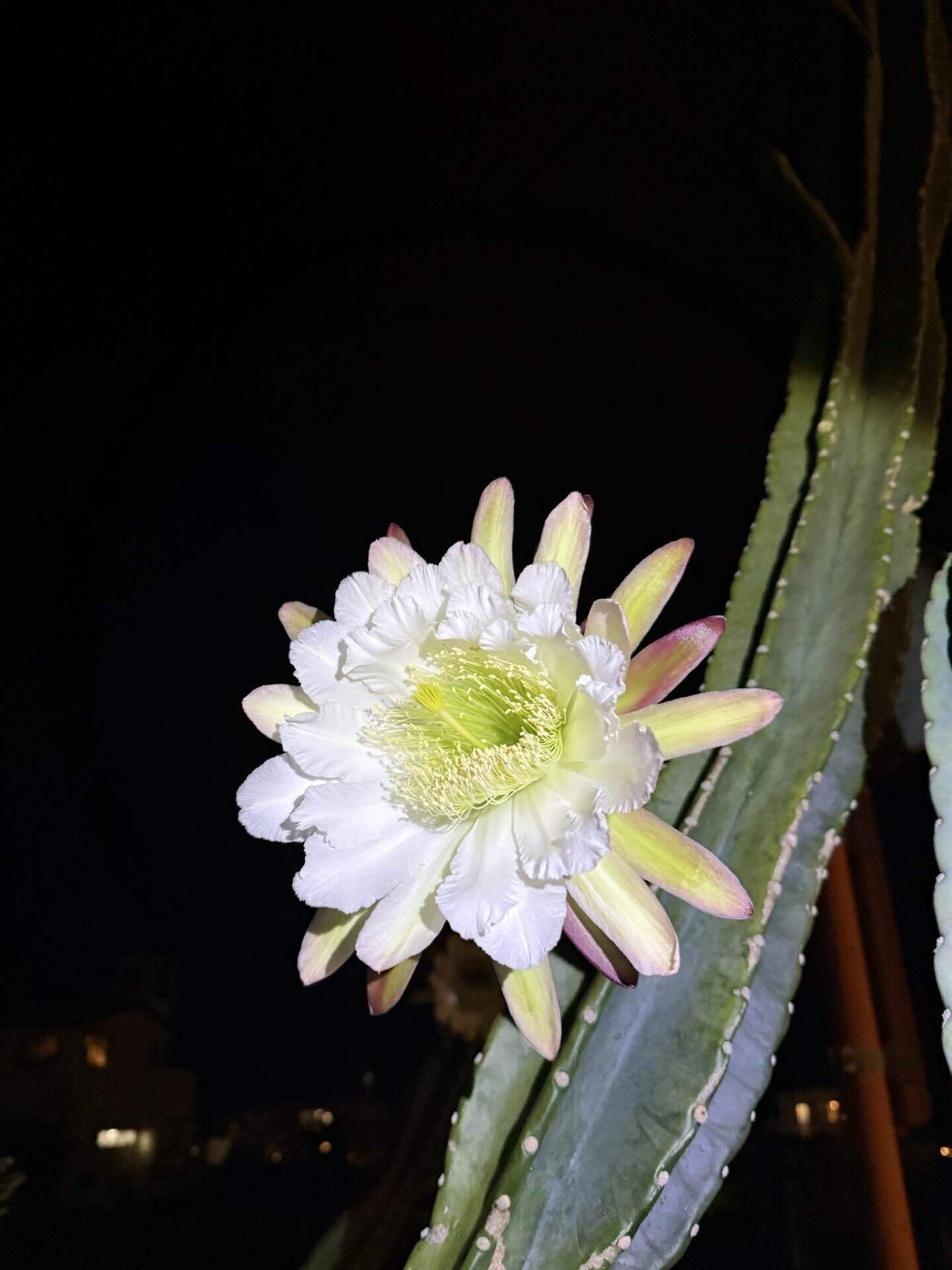 昨日初めてサボテンの花を見た｜Fighterの素のままブログ