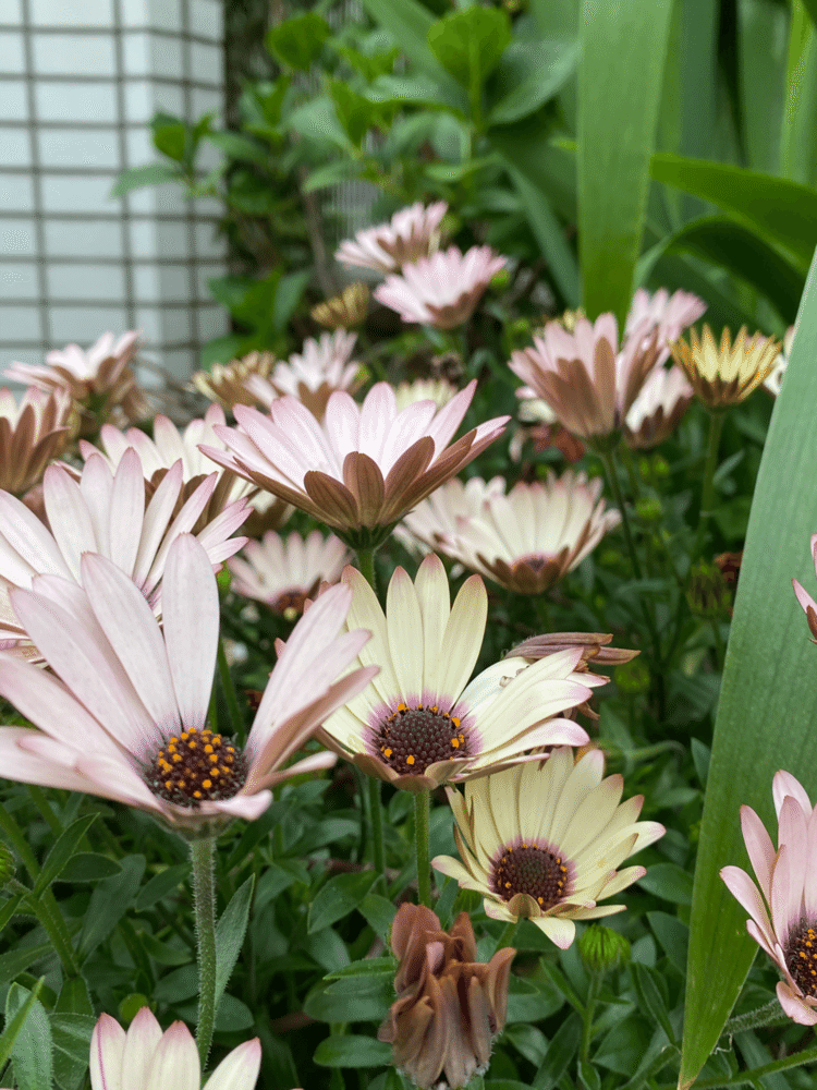 一日お疲れさまでした。
雨がシトシトと降ってきましたね☔️
🌷今日もお花の写真を撮りました🌷
では、お休みなさい！
